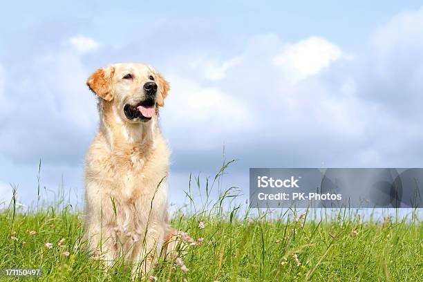 Golden Retriever Retrato Foto de stock y más banco de imágenes de Perro - Perro, Labrador dorado, Hierba - Pasto