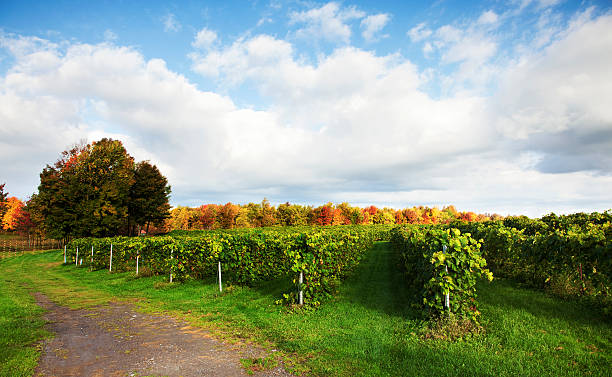 Vineyard at harvest time Vineyard at harvest time, shot early morning at the height of the fall colors, with the sunlight hitting the colorful trees full on.  Photographed in Sutton, Quebec. Saturation is natural. montérégie photos stock pictures, royalty-free photos & images