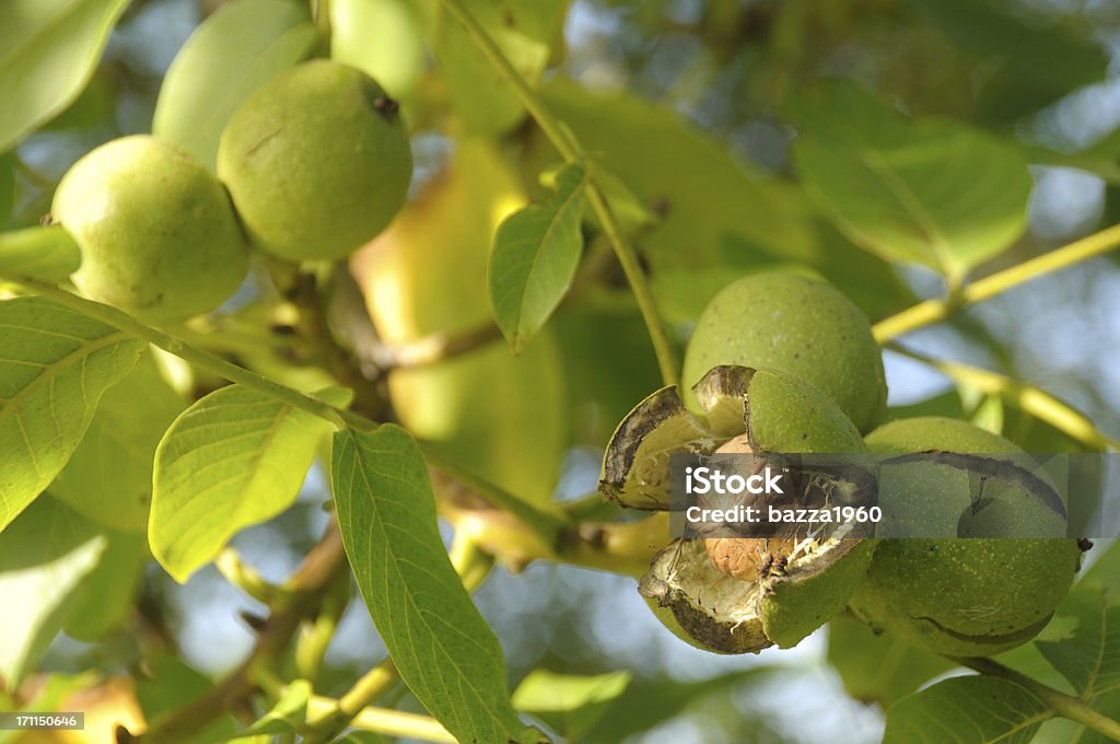 Ready to fall. Ripe walnut ready to fall. See more organic fruit & Veg: Walnut Tree Stock Photo