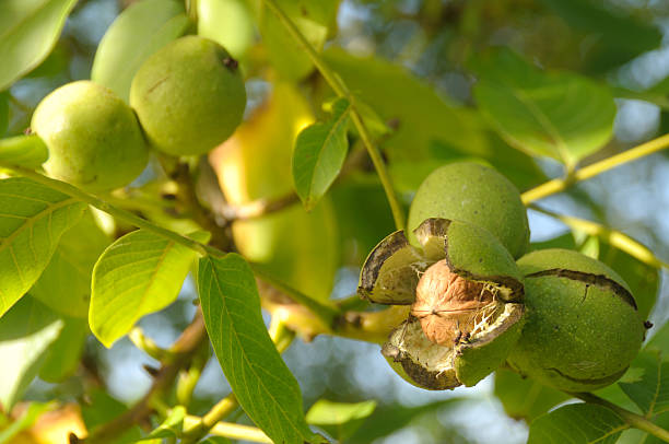 Ready to fall. Ripe walnut ready to fall. See more organic fruit & Veg: walnut photos stock pictures, royalty-free photos & images
