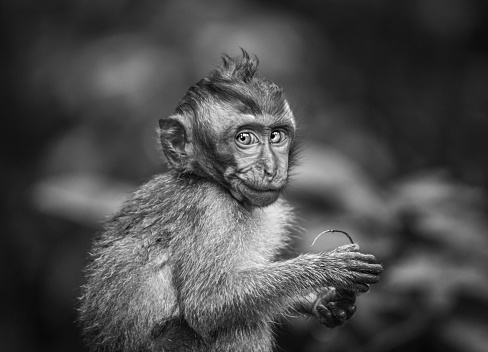 Daily scene in a tribe of long-tailed macaques in the Sacred Monkey Forest in Ubud on the island of Bali in Indonesia.