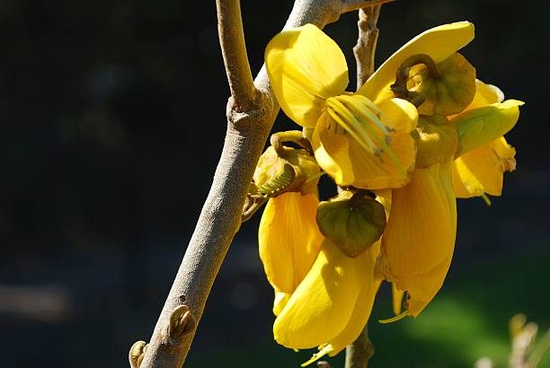 primavera fioritura kowhai, - plant size foto e immagini stock