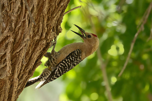 istock Gila Woodpecker, Melanerpes uropygialis 171150796