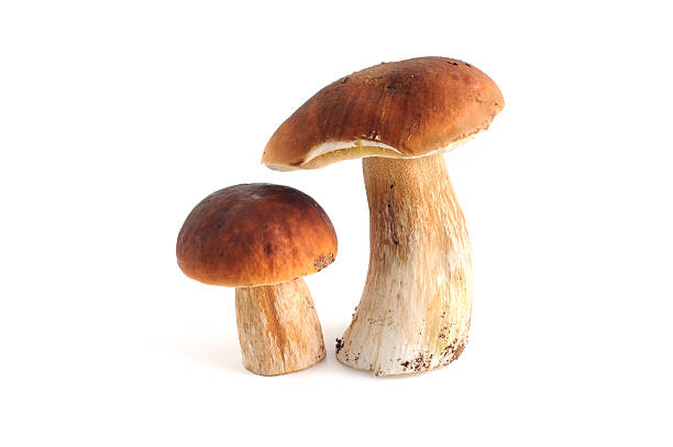 boletus edulis steinpilz ()-com cogumelos porcini - edible mushroom mushroom fungus porcini mushroom - fotografias e filmes do acervo