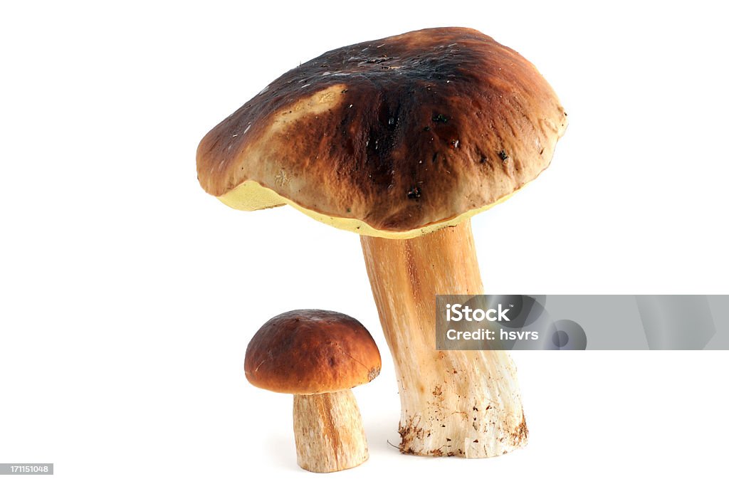 Steinpilz (boletus edulis)-Cogumelo porcini - Royalty-free Cogumelo Porcini Foto de stock