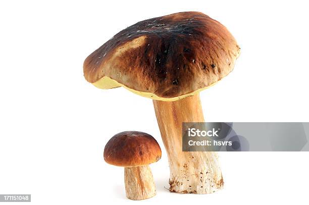 Steinpilz Cogumelo Porcini - Fotografias de stock e mais imagens de Cogumelo Porcini - Cogumelo Porcini, Figura para recortar, Alimentação Saudável