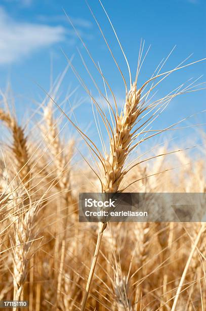 Cereali Di Grano - Fotografie stock e altre immagini di Spokane - Spokane, Stato di Washington, Agricoltura