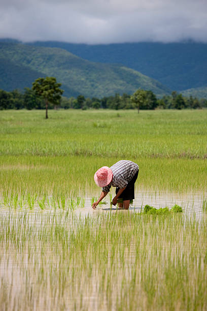 Planting rice seedlings, Thailand, Southeast Asia. Manual labourer planting rice seedlings in a paddy field in Thailand, Southeast Asia. thailand rice field stock pictures, royalty-free photos & images