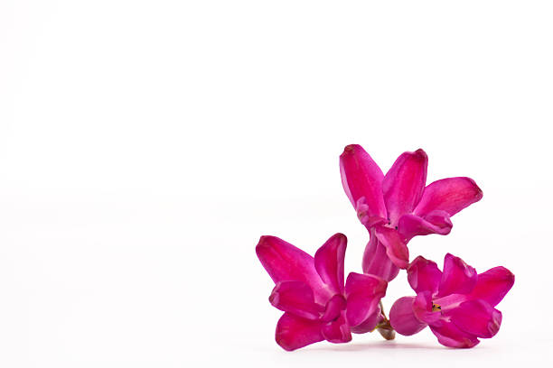 flower background of spring flowers in light warm colors hyacinths, selective focus\tpink color