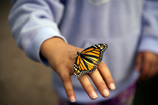 borboleta-monarca - close up touching animal antenna imagens e fotografias de stock
