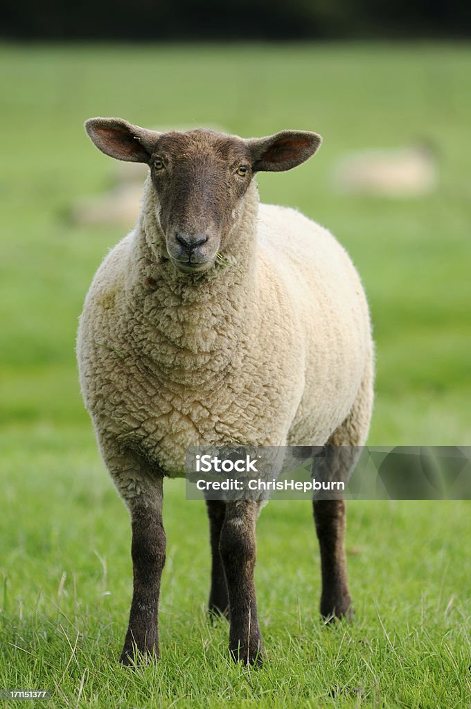 Pecore - Foto stock royalty-free di Agnello - Animale