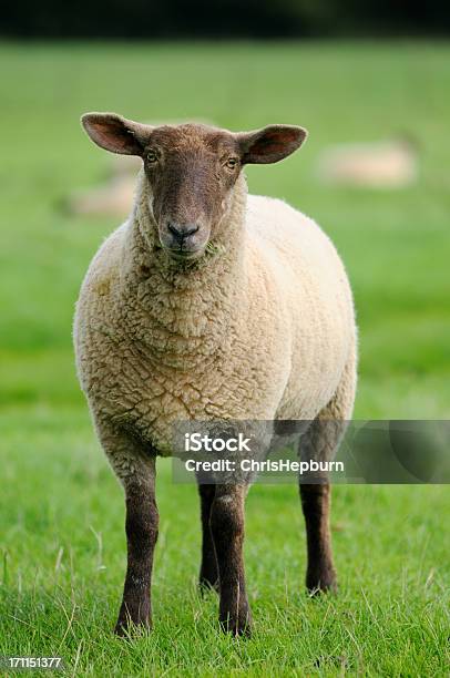 Pecore - Fotografie stock e altre immagini di Agnello - Animale - Agnello - Animale, Ambientazione esterna, Animale