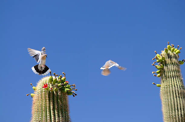 White-winged Dove Zenaida asiatica Lands On Saguaro Cactus One White-winged Dove lands on the Saguaro cactus fruits and chases another off. This has to be a tricky landing! zenaida dove stock pictures, royalty-free photos & images