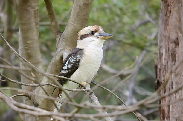 istock Laughing Kookaburra, Dacelo novaeguineae, Profile 171151533
