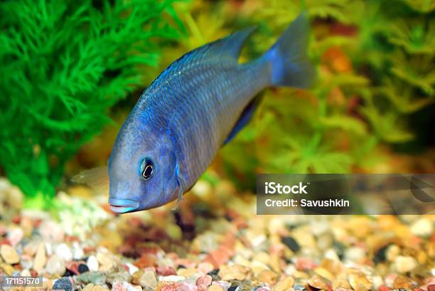 Photo libre de droit de Poisson banque d'images et plus d'images libres de droit de Algue - Algue, Aquarium - Équipement pour animaux de compagnie, Aquarium - Établissement pour animaux en captivité