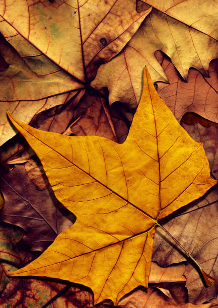 This is high resolution image of autumn fallen dry Maple leaves. The central object is equipped with precise clipping path, thus representing the excellent choice for implementation in various CG design projects. 