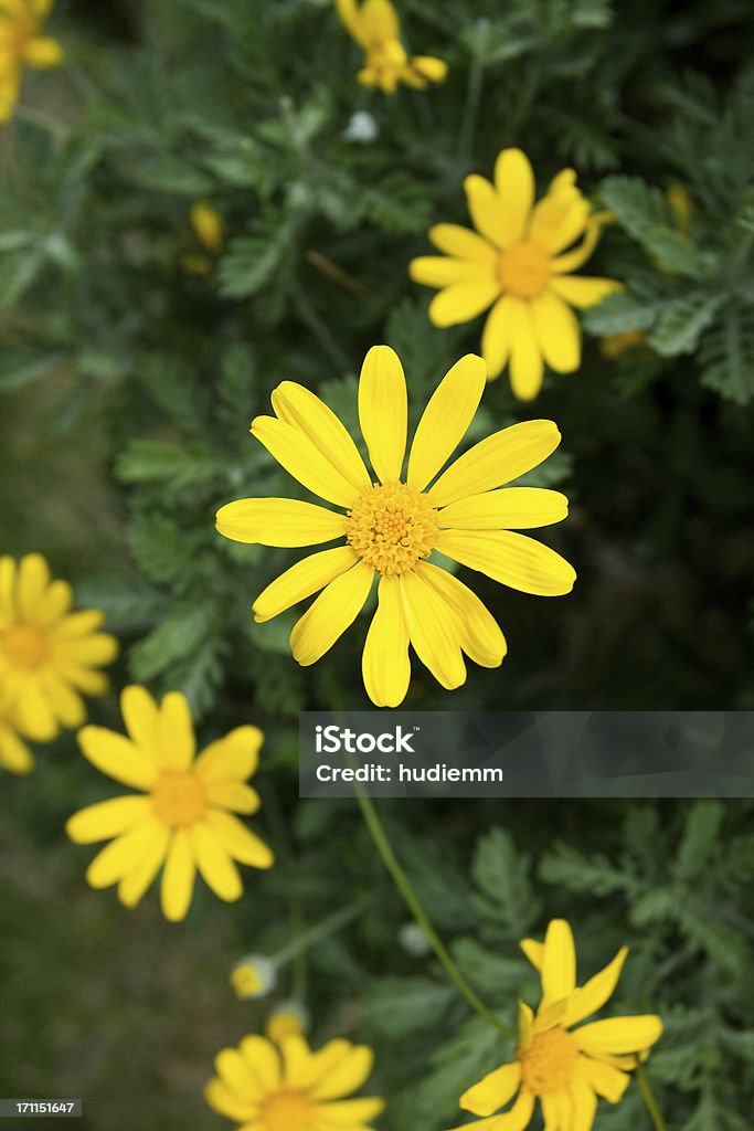 Amarillo daisy - Foto de stock de Agricultura libre de derechos