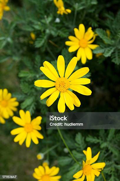 Amarillo Daisy Foto de stock y más banco de imágenes de Agricultura - Agricultura, Aire libre, Alegría