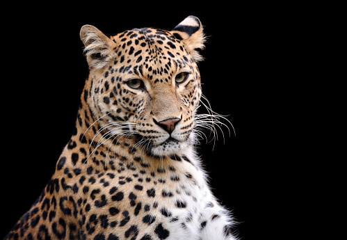 close-up of a leopard in a majestic pose on black background with room for copy space