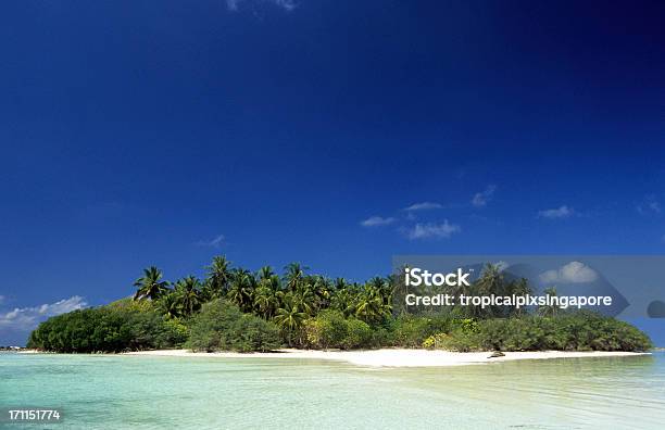 モルディブの環礁島南部ます - インド洋のストックフォトや画像を多数ご用意 - インド洋, ココヤシの木, モルディブ