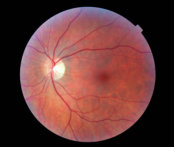 image of a human retina - dieren netvlies stockfoto's en -beelden