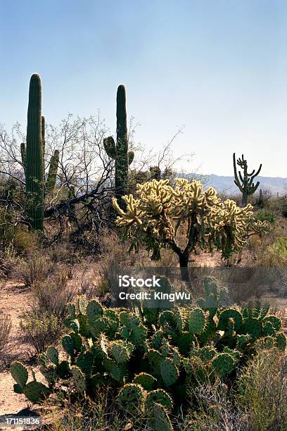 砂漠の景観 - アメリカ南西部のストックフォトや画像を多数ご用意 - アメリカ南西部, アリゾナ州, アリゾナ州 フェニックス