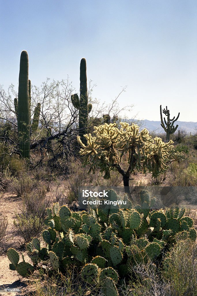 Paisagem do deserto - Foto de stock de Arbusto royalty-free