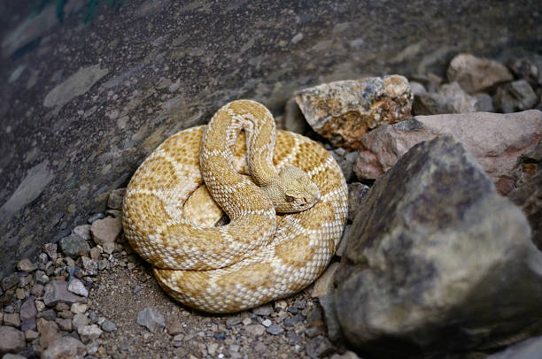 Mohave Rattlesnake Crotalus scutulatus A Mohave Rattlesnake, Crotalus scutulatus, lies coiled while hiding, somewhat, behind a rock. This is as close as this guy gets to this critter. scutulatus stock pictures, royalty-free photos & images