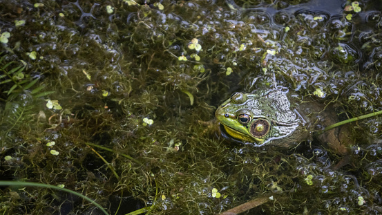 Male frog blowing up his vocal sac in pond.