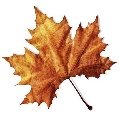 This Large, High Resolution scanned image of Autumn Dry Maple Leaf, Isolated on White Background and equipped with Precise Clipping Path, represents the excellent choice for implementation in various CG design projects. 