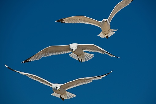 White Seagulls Flying