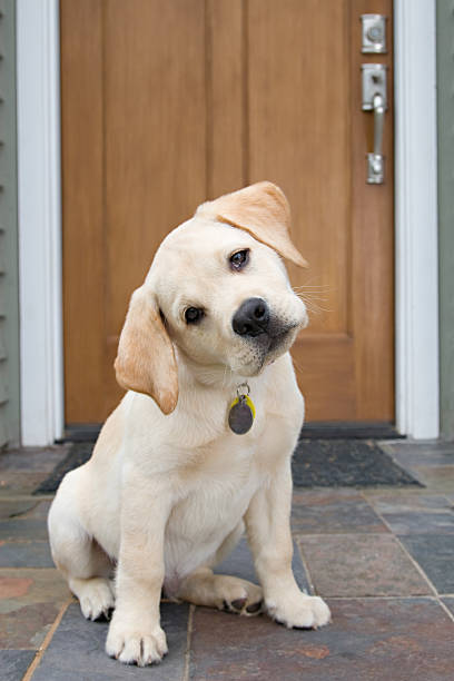 Curious puppy Yellow Labrador Retriever puppy tilting his head in curiosity. Looking right at camera. Selective Focus.Interested in more dog shots...click the link below. yellow labrador stock pictures, royalty-free photos & images