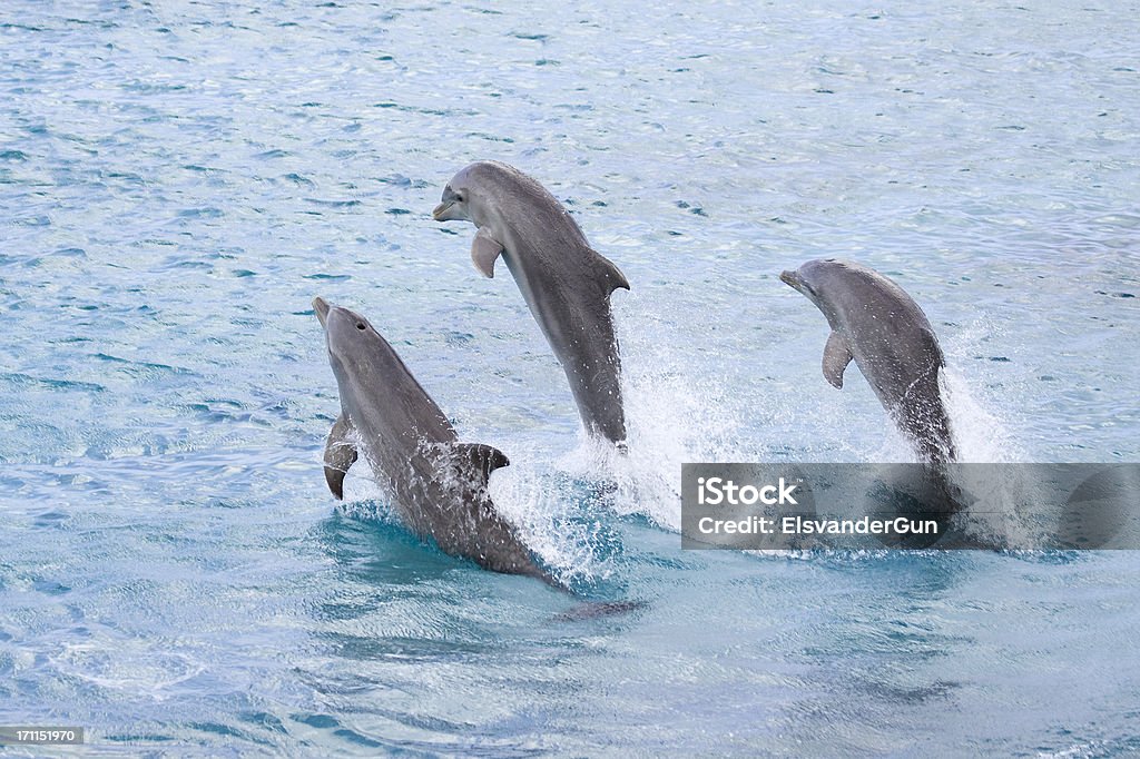 Brincalhão golfinhos - Royalty-free Golfinho Foto de stock