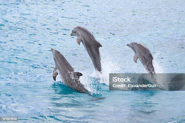 Brincalhão Golfinhos - Fotografias de stock e mais imagens de Golfinho - Golfinho, Saltar, Fofo - Descrição Física