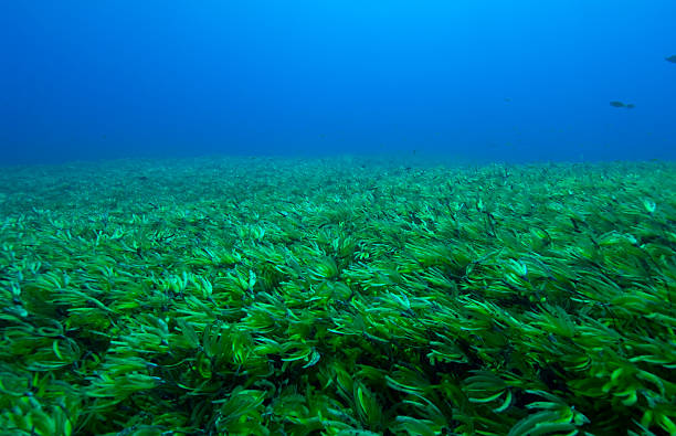 łąki trawy morskiej - sea grass zdjęcia i obrazy z banku zdjęć