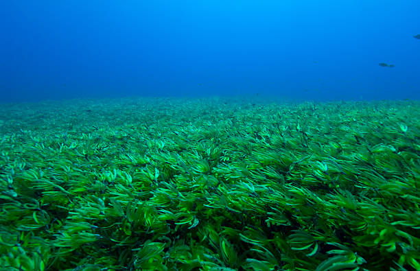 морская трава - sea grass стоковые фото и изображения