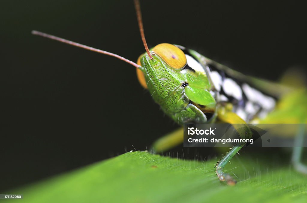 Saltamontes de primer plano de ojos amarillos en hoja - Foto de stock de Aire libre libre de derechos