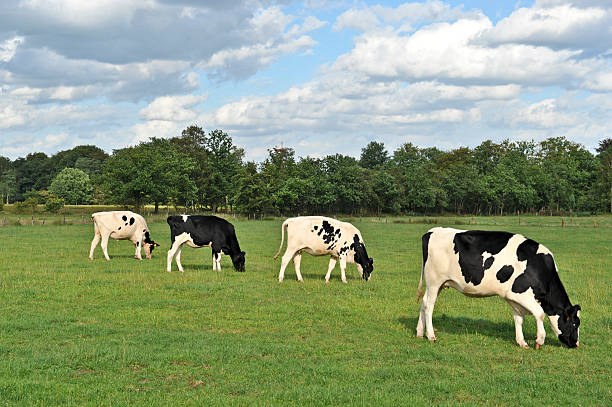 istock Four grazing  cows in the pasture in Flanders, Belgium 171152085