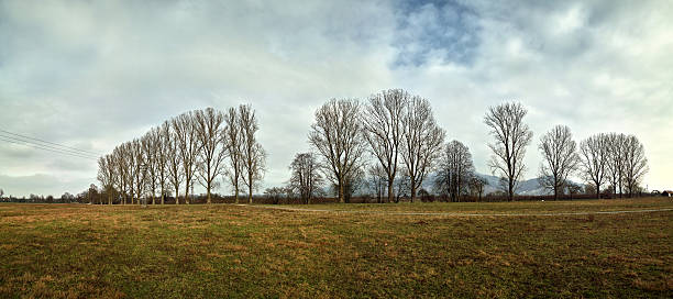 パノラマの寒い日の 1 月に、雲 - baumreihe ストックフォトと画像