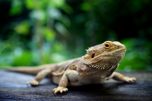 Close up of Bearded Dragon, standing on wood, looking at camera