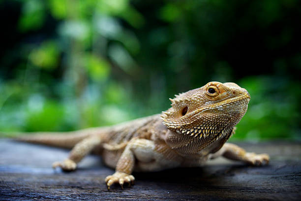 A pogona lizard sitting on a wooden surface in a forest Close up of Bearded Dragon, standing on wood, looking at camera amphibian photos stock pictures, royalty-free photos & images