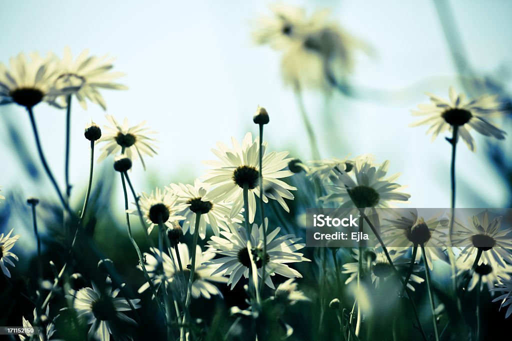Prado con daisies - Foto de stock de Botánica libre de derechos