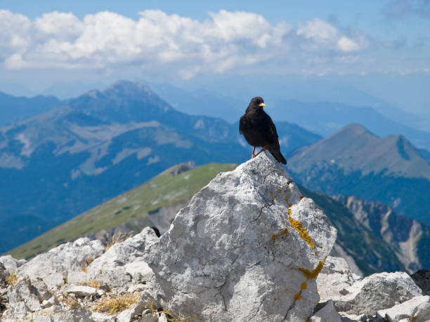 istock Alpine chough on top of the mountain 171152169