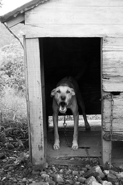 angry dog in doghouse black and white