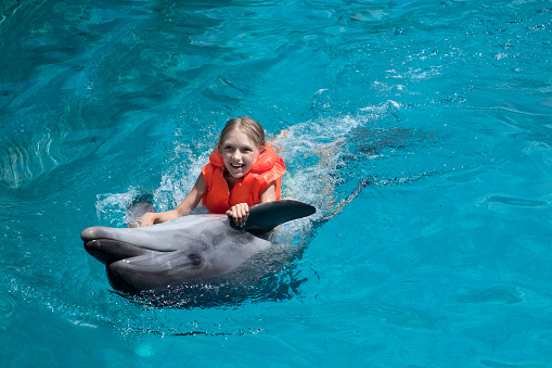 Two bottlenose dolphins or Tursiops truncatus in captivity in a show jumping in an aquarium pool