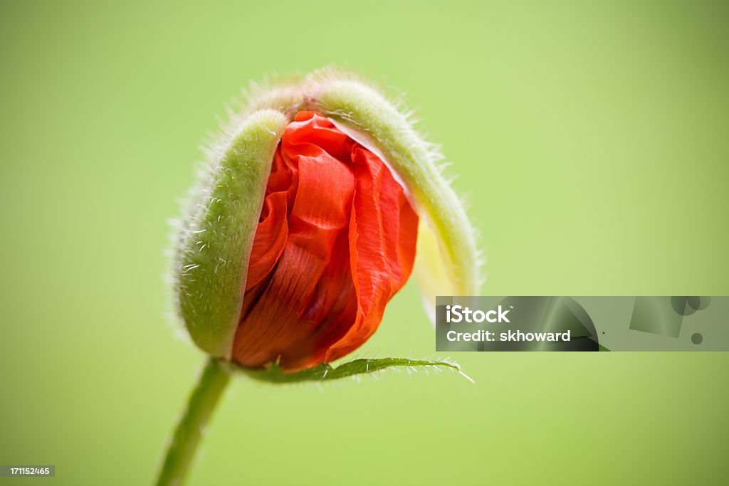 Pavot Oriental sur pour Blossom - Photo de Bouton de fleur libre de droits