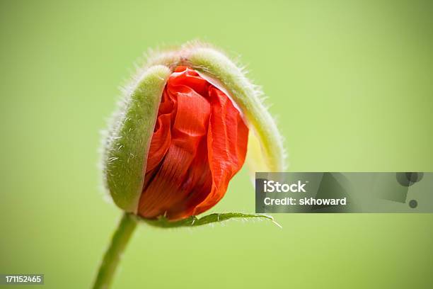 Photo libre de droit de Pavot Oriental Sur Pour Blossom banque d'images et plus d'images libres de droit de Bouton de fleur - Bouton de fleur, Fleur - Flore, Capitule