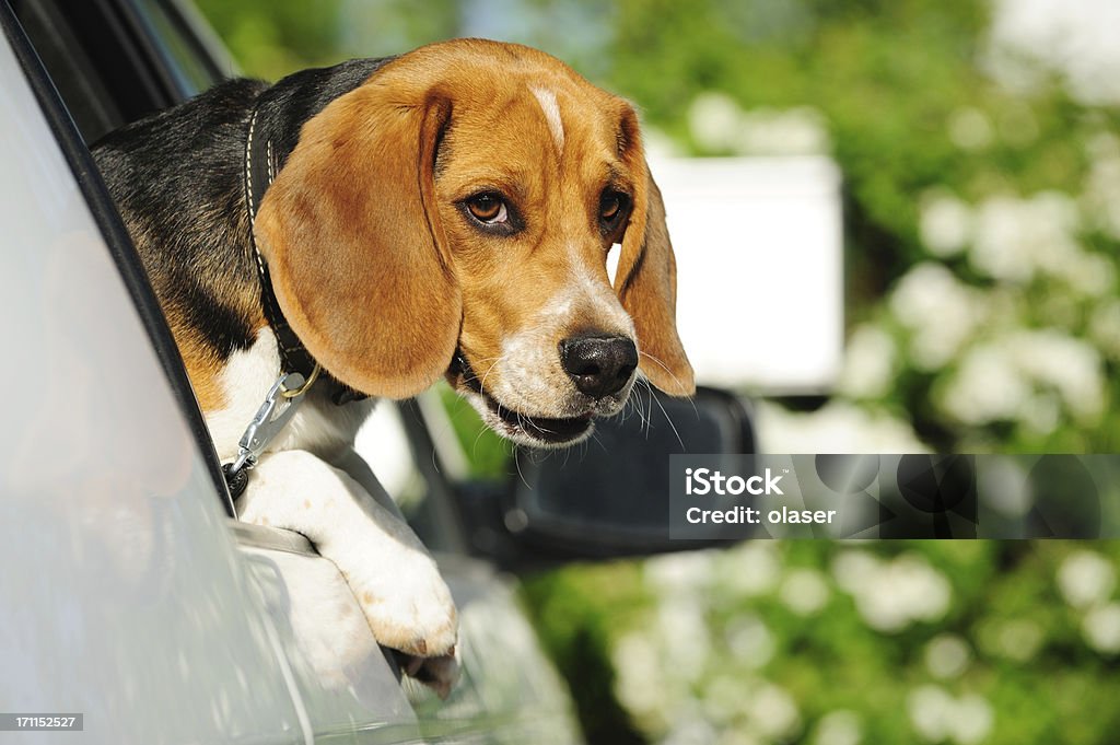 Beagle puppy in car window looking at camera Beagle purebred 6 months old climbing out the car window. Animal Stock Photo