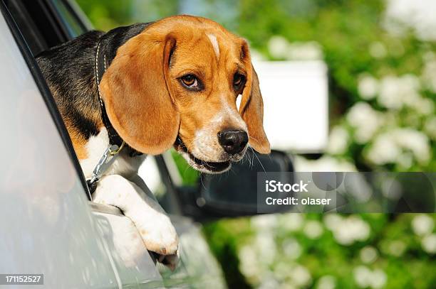 Beagle Puppy In Car Window Looking At Camera Stock Photo - Download Image Now - Animal, Animal Body Part, Animal Head