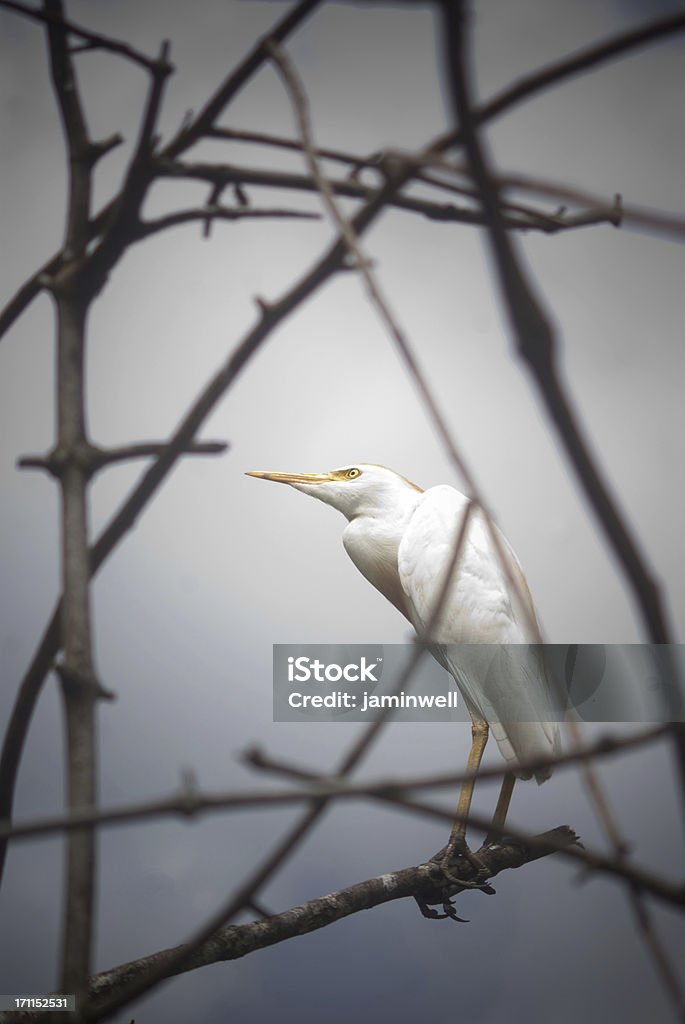 Héron ou Aigrette Niché entre le twigs Restaurant - Photo de Aigrette libre de droits